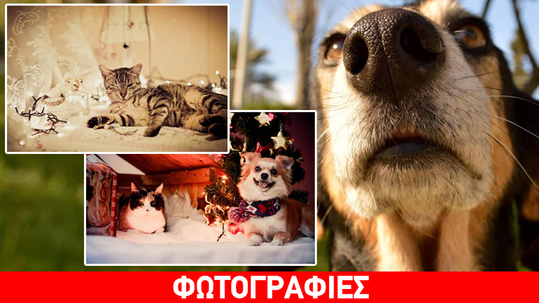 Χριστουγεννιάτικο bazaar από τη «Straycare.gr Αδέσποτη Φροντίδα»