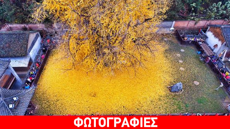 Κίνα: Προσκύνημα στο χρυσό δέντρο