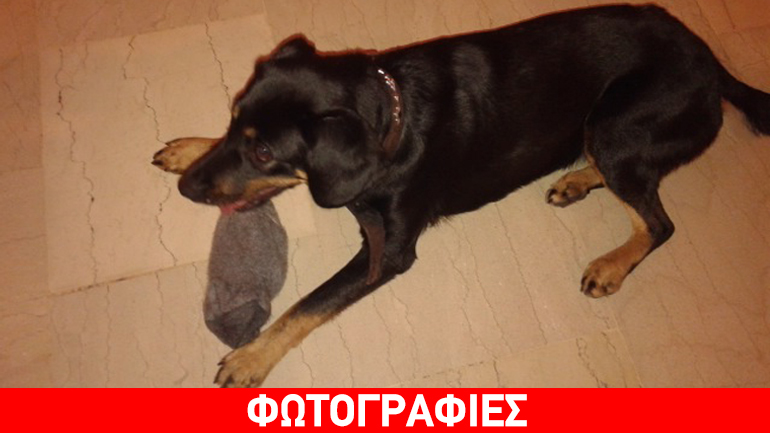 Ένα μόνιμο σπίτι για μια αξιολάτρευτη σκυλίτσα