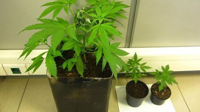 Καλαμάτα: Συνελήφθη 75χρονος καλλιεργητής κάνναβης