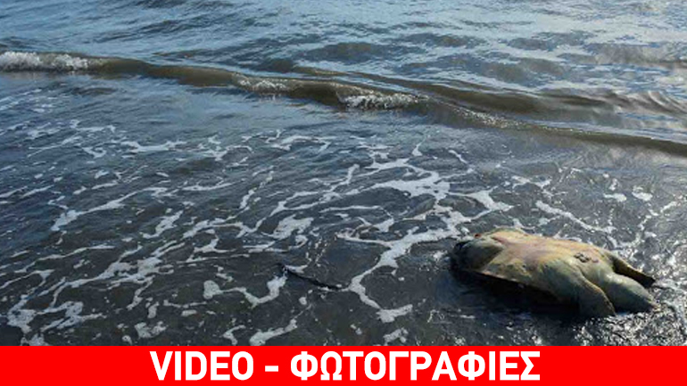 Νεκρή καρέτα-καρέτα στο Ναύπλιο