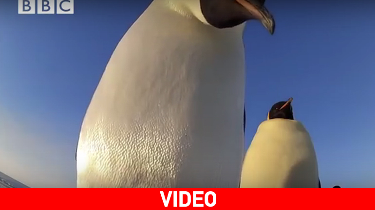 Ρομπότ έρχεται σε επαφή με… πιγκουίνους!