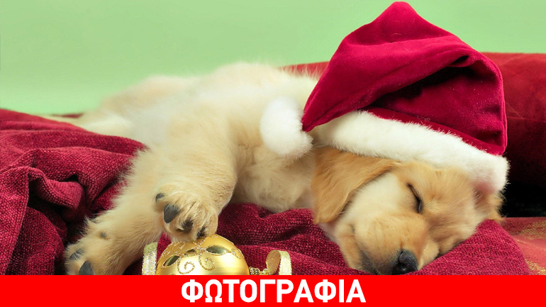 Στo «Πολεμικό Μουσείο» το χριστουγεννιάτικο Bazaar της Ελληνικής Φιλοζωικής Εταιρείας