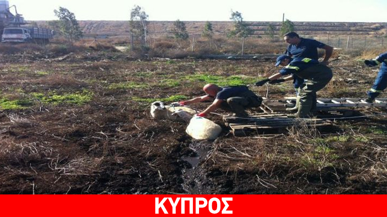 Πρόβατα έπεσαν σε βάλτο και χρειάστηκε η επέμβαση της Πυροσβεστικής