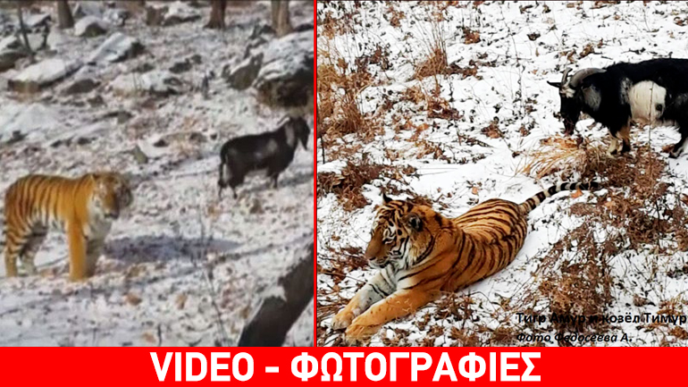 Μια παράξενη φιλία: Κατσίκα παίρνει στο κυνήγι… τίγρη!