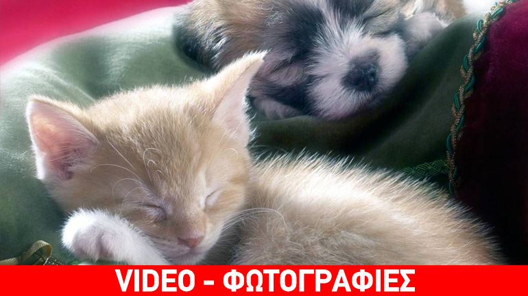 Πολλές εκπλήξεις στο Χριστουγεννιάτικο Bazaar της Ζωοφιλικής Ένωσης Ηλιούπολης