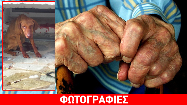 Ιωάννινα: Ηλικιωμένος χτύπησε με σίδερο έναν σκύλο