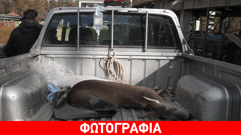 Καστοριά: Τροχαίο ατύχημα με ζαρκάδι δίπλα από προειδοποιητική πινακίδα!