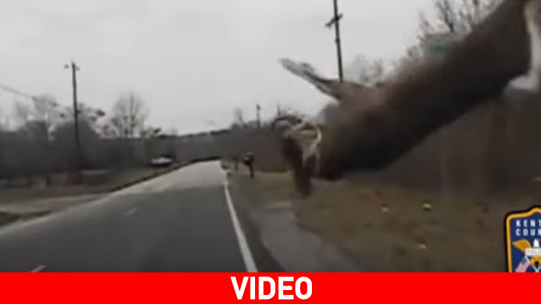 ΗΠΑ: Περιπολικό πέφτει πάνω σε ελάφι