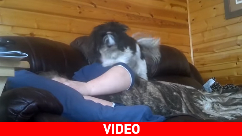 Όταν ο σκύλος γίνεται… ξυπνητήρι!