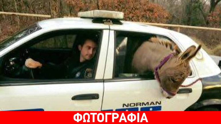 Προσαγωγή… γαϊδάρου επειδή βγήκε στη λεωφόρο!