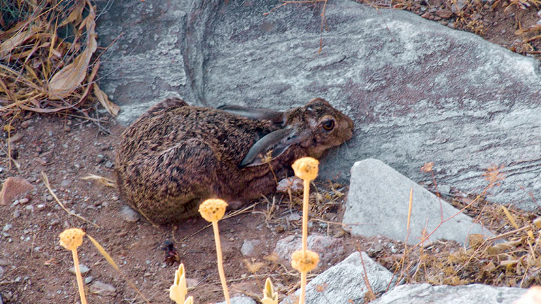 Κρήτη: Ανήλικοι κυνηγούσαν λαγούς με… ψαροντούφεκο
