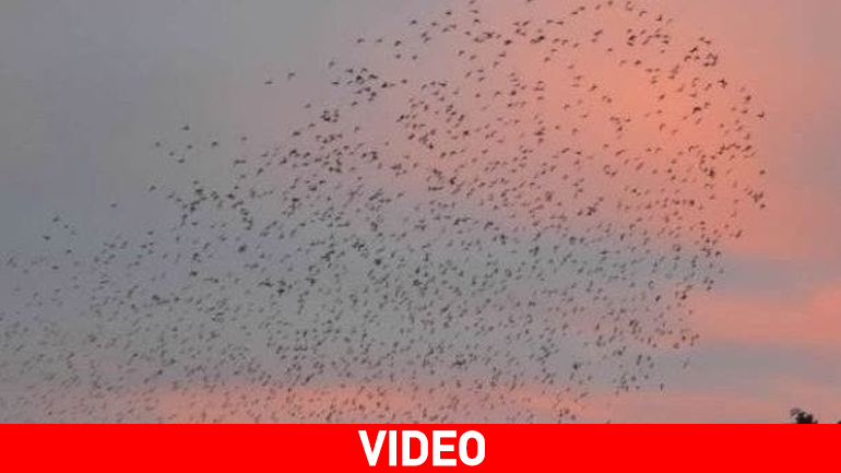 Σμήνος πουλιών «χορεύει» πάνω από τη Λαμία