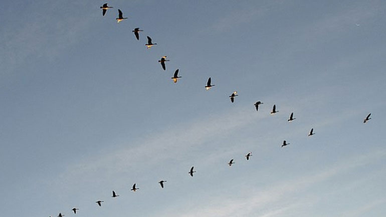 Καμπανάκι κινδύνου για τα μεταναστευτικά πουλιά του πλανήτη