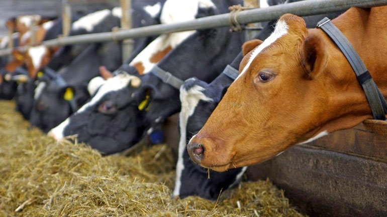 Εμπειρογνώμονες της Ε.Ε. στη Θεσσαλονίκη για την οζώδη δερματίτιδα