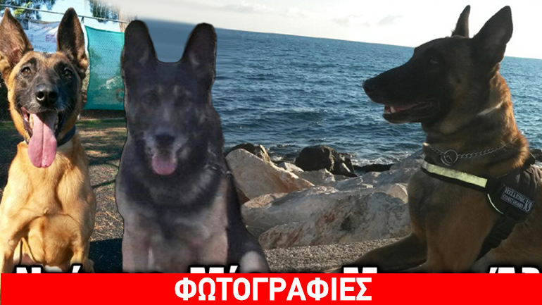 Τετράποδοι φίλοι στην υπηρεσία Λιμενικού, Αστυνομίας και Τελωνείου!