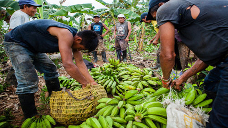 Οι μπανάνες απειλούνται με εξαφάνιση λόγω φονικού εδαφομύκητα