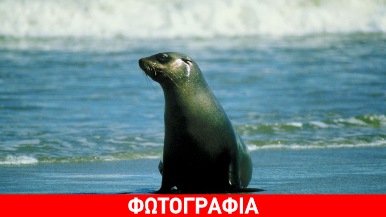 Φώκια έκανε… βόλτα σε παραλία της Λήμνου!