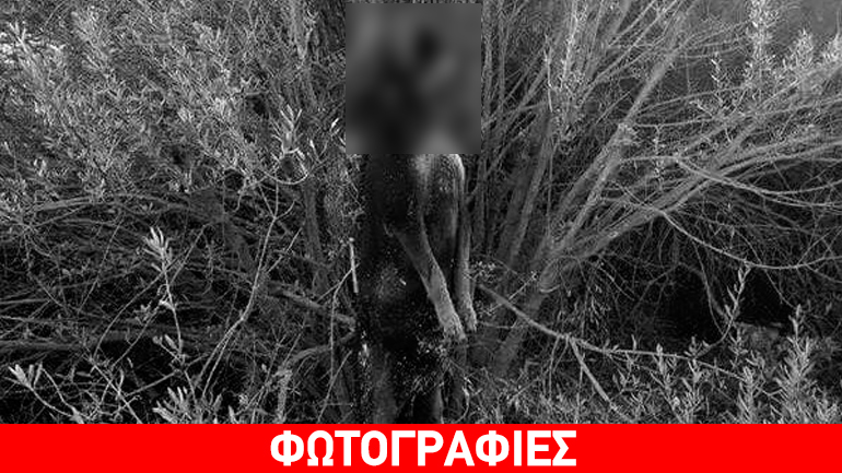 Χίος: Κρέμασαν σκύλο σε δέντρο