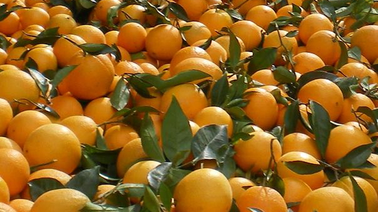 Διανομή 10 τόνων φρούτων από τον Δήμο Ζακύνθου