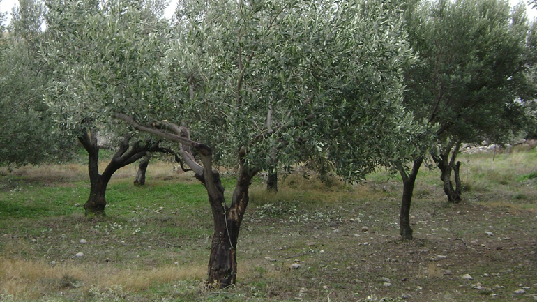 Αχαΐα: 56χρονος έχασε τη ζωή του ενώ μάζευε ελιές