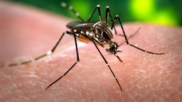 Σημαντικό βήμα κατά της ελονοσίας με τη δημιουργία μεταλλαγμένων στείρων κουνουπιών