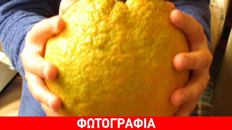 Πορτοκάλι… γίγας στη Χίο