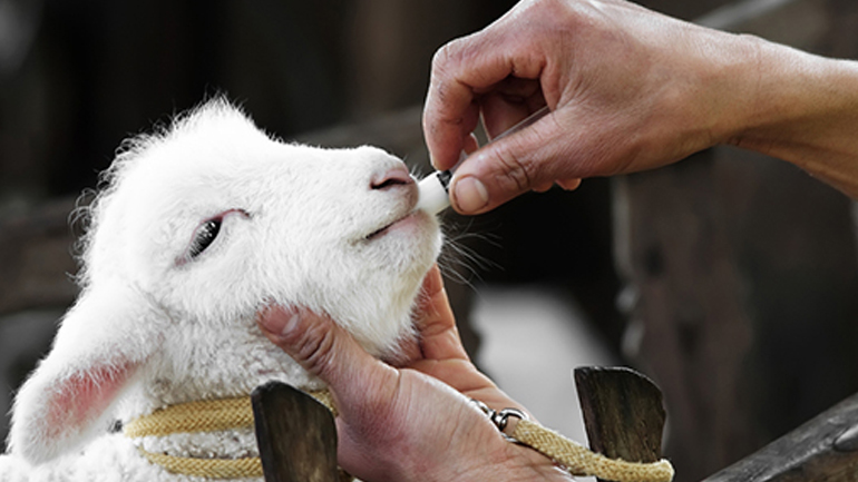 Έκκληση για μείωση των αντιβιοτικών στον αγροτικό και κτηνοτροφικό τομέα