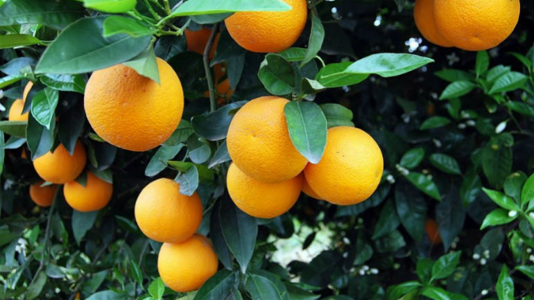 Ηράκλειο: Σκοτώθηκε κόβοντας πορτοκάλια