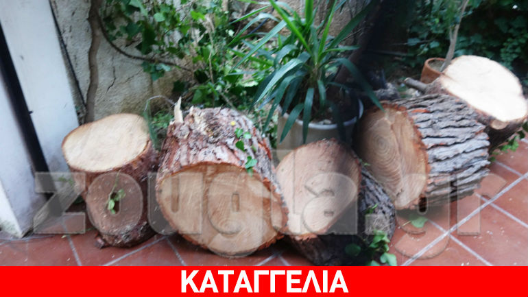 Αγία Παρασκευή: Έκοψαν πεύκο 15 μέτρων γιατί… ενοχλούσε κάτοικο της περιοχής
