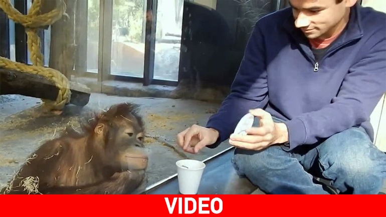 Oυρακοτάγκος ξεκαρδίζεται με μαγικό κόλπο