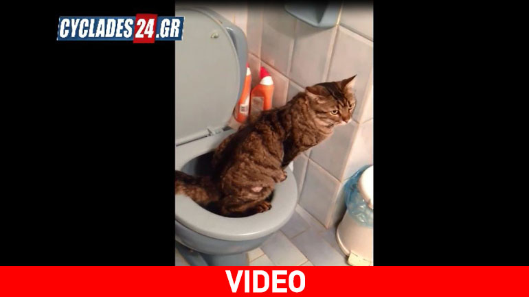 Γάτα χρησιμοποιεί την τουαλέτα. Την ανθρώπινη!