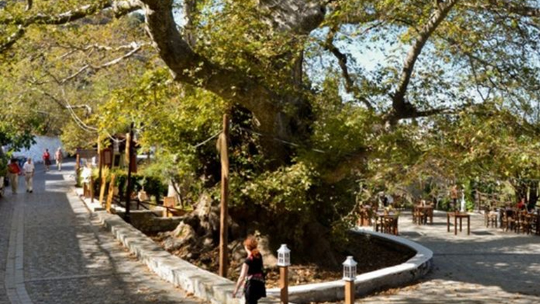 Πλάτανος 2400 ετών…