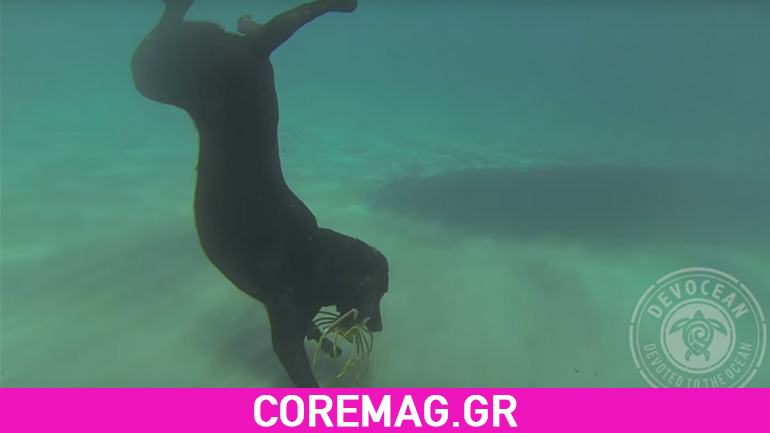 Σκύλος αλιεύει αστακούς