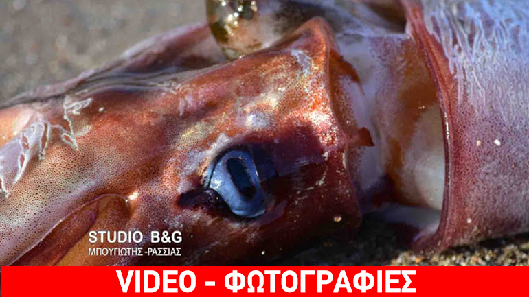 Καλαμάρι-γίγαντα έπιασε χειμερινός κολυμβητής στο Ναύπλιο