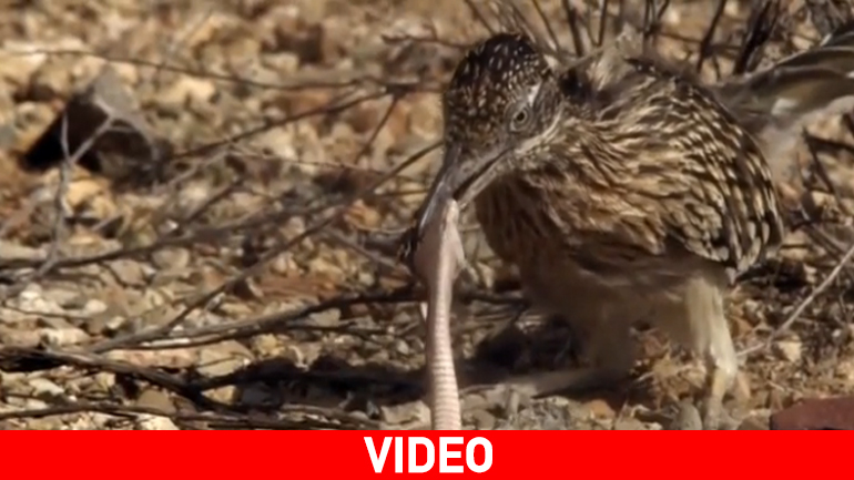 Γεωκόκκυξ εναντίον κροταλία