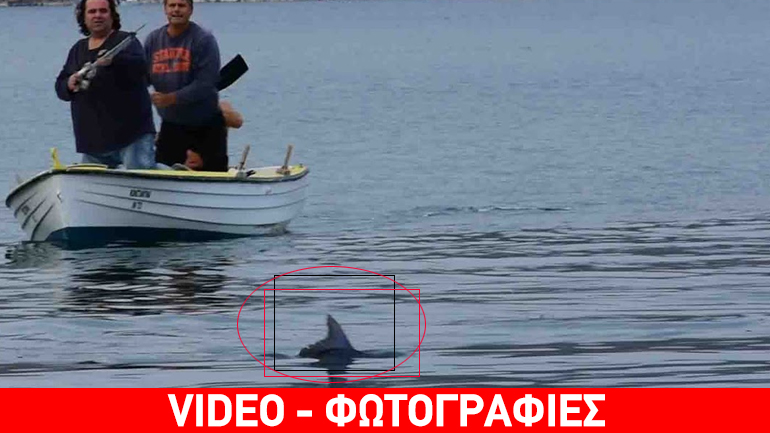 Καρχαριοειδές σε παραλία του Ναυπλίου