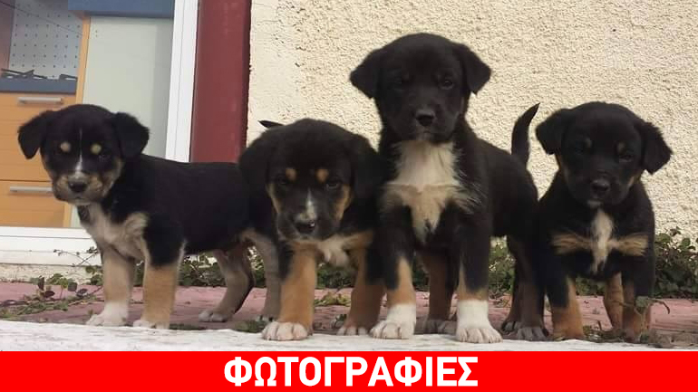 Χαρίζονται κουταβάκια στον Γέρακα