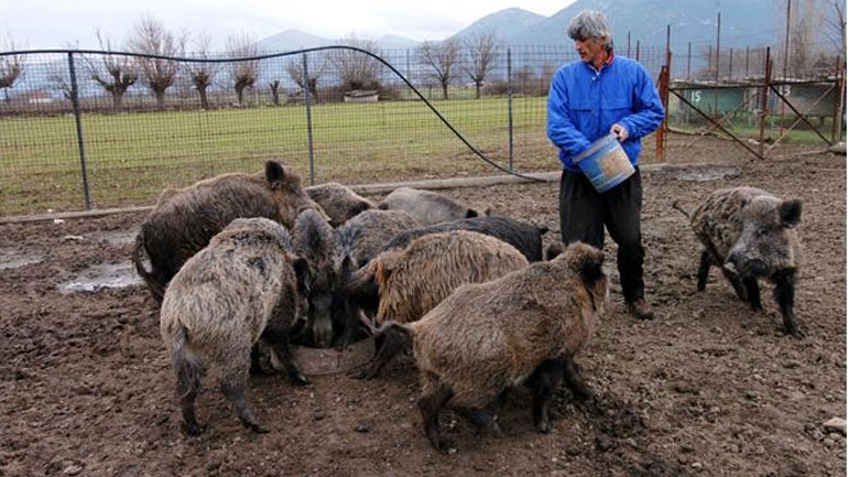 Σουηδία: Κτηνοτρόφος έδωσε… χάρη σε αγριογούρουνο που δραπέτευσε