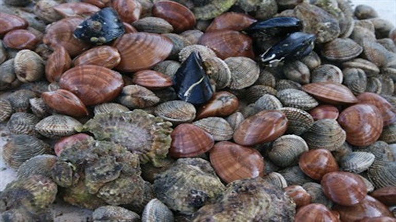 Αλεξανδρούπολη: Καταδίωξη για ακατάλληλα όστρακα