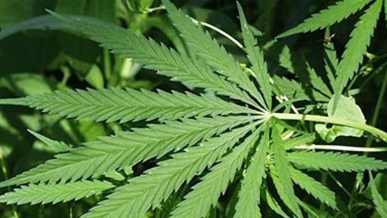 Άρτα: Εντόπισαν χασισοφυτεία με 27 δενδρύλλια