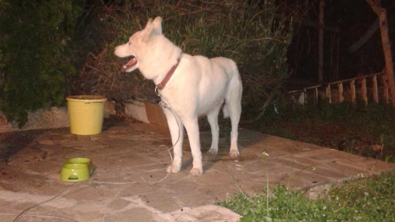 Βοηθήστε να βρεθεί ο Μπλάνκο