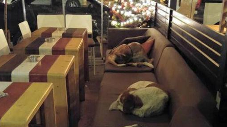 Καταφύγιο στα αδέσποτα σκυλιά προσφέρει καφετέρια στη Μυτιλήνη