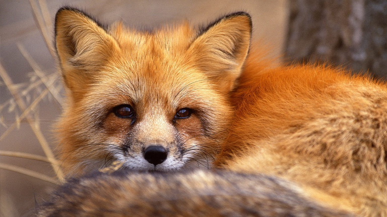 Αιτωλ/νια: Ολοκληρώθηκε ο εμβολιασμός των κόκκινων αλεπούδων