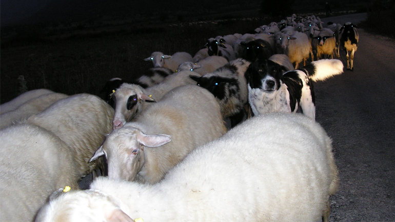 Καλά νέα για τους κτηνοτρόφους από τον ΟΠΕΚΕΠΕ