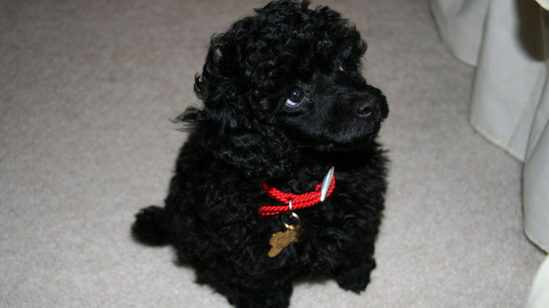 Χάθηκε γκριφόν-κανίς στα Βριλήσσια