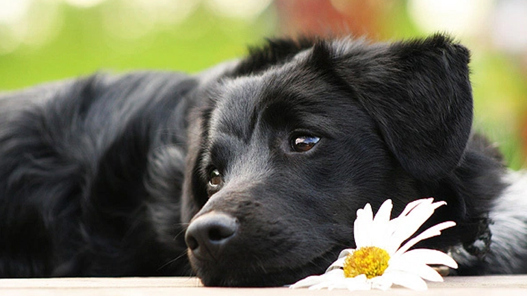Τα σκυλιά μιμούνται συναισθηματικές εκφράσεις άλλων σκύλων