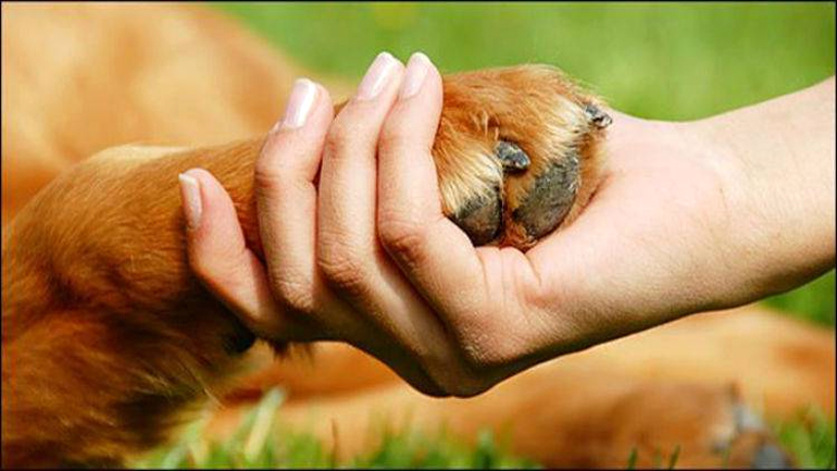 Χριστουγεννιάτικο bazaar διοργανώνει το Φιλοζωικό Σωματείο Λήμνου