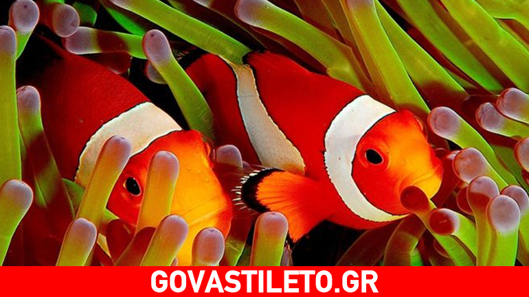 Τι διατροφή ακολουθεί κάθε ζώδιο; Σε τι έχει αδυναμία και τι πρέπει να προσέχει;