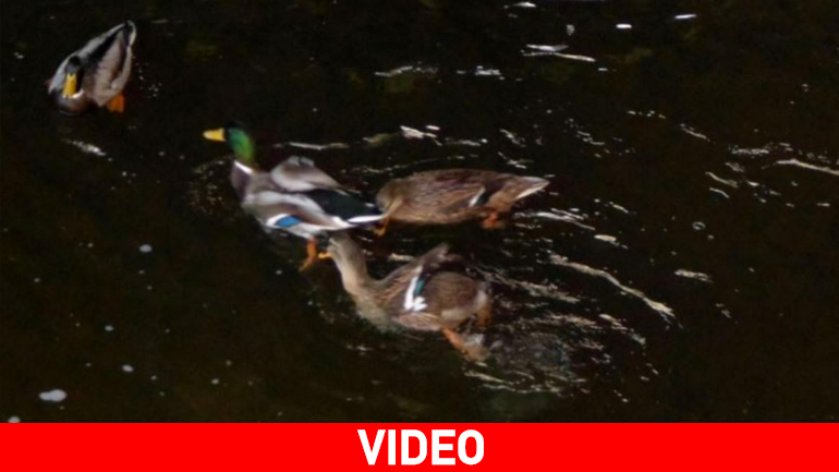 Γρεβενά: Οι πρώτες πάπιες του χειμώνα στον Γρεβενίτη ποταμό